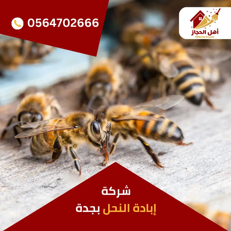 شركة إبادة النحل بجدة شركة إبادة النحل بجدة