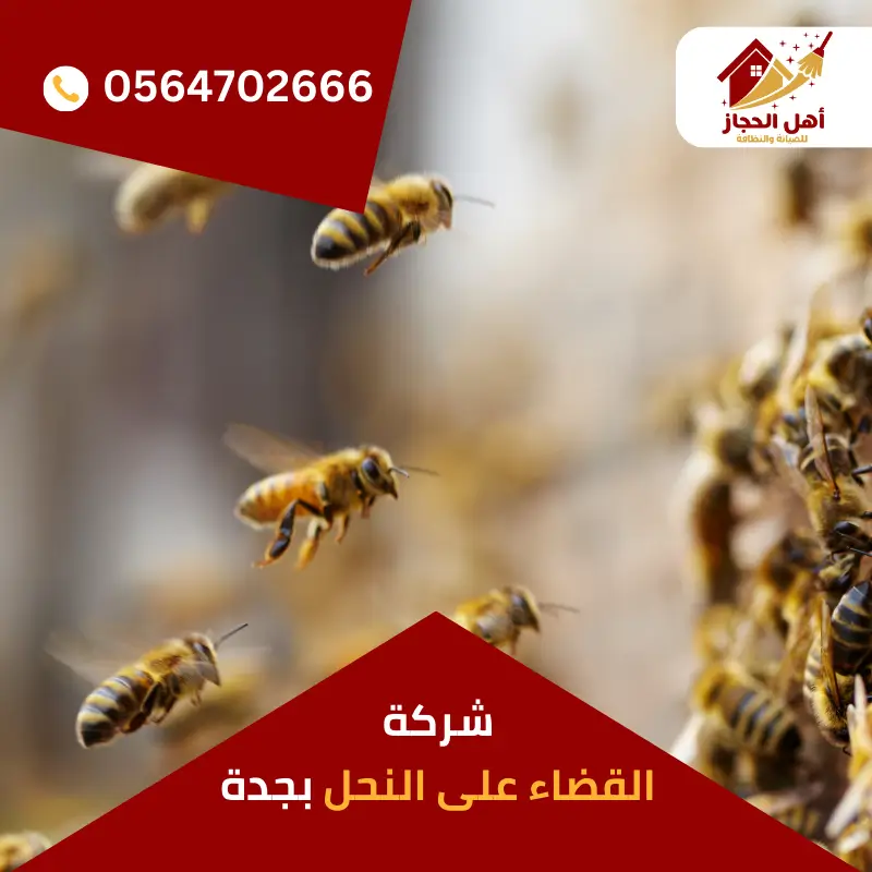 شركة القضاء على النحل بجدة شركة القضاء على النحل بجدة